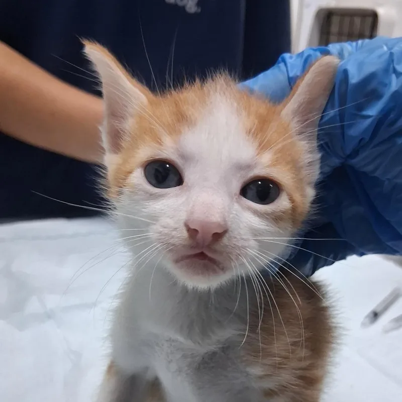 A baby small-sized male Orange / Red Domestic Short Hair cat named Gibby for adoption in Summerville, SC