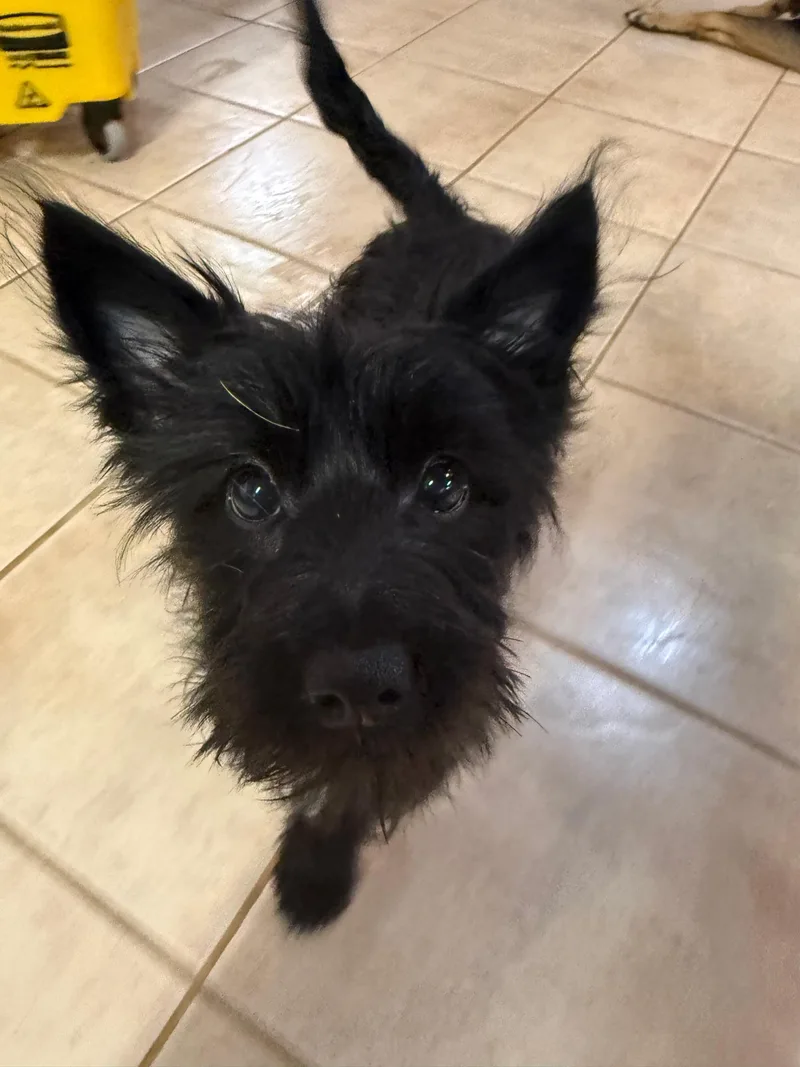A young small-sized female Black Scottish Terrier dog named Marjorie for adoption in Cherry Valley, MA