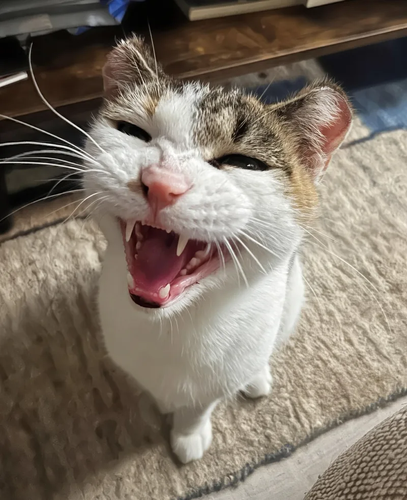 A young medium-sized female Calico Domestic Short Hair cat named Odette for adoption in Ridgewood, NY