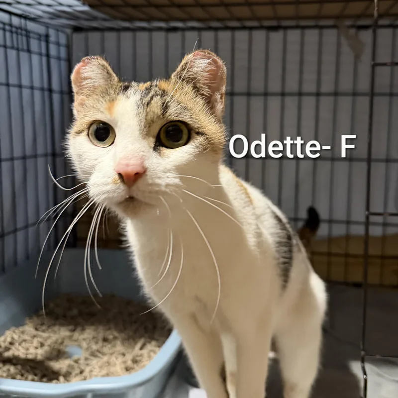 Odette thumbnail 3