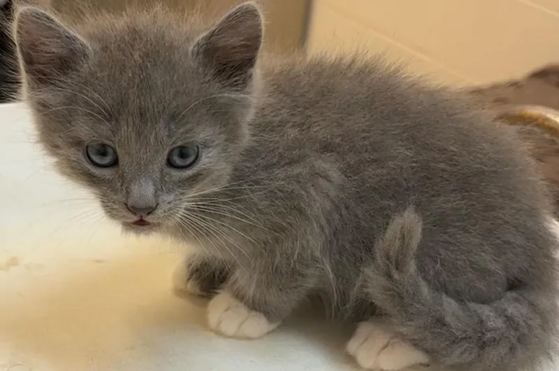 A baby small-sized male Domestic Short Hair cat named Tinker for adoption in Elizabethton, TN
