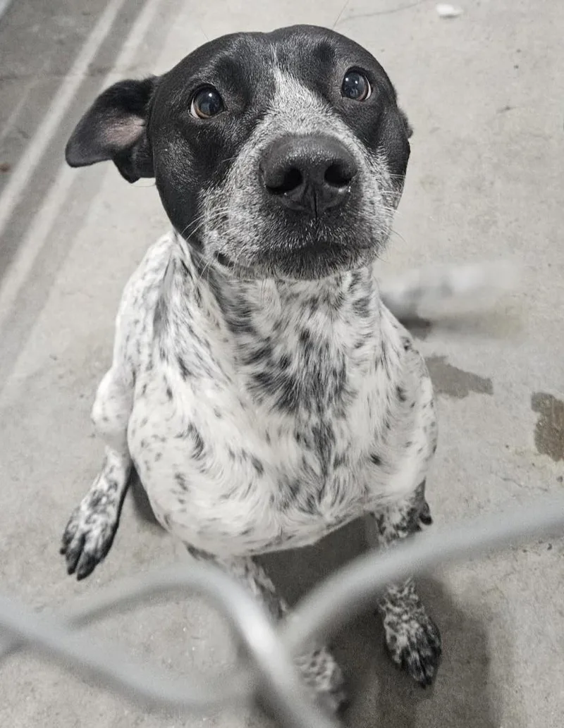 An adult medium-sized male Australian Cattle Dog / Blue Heeler dog named Ghostbuster for adoption in Billings, MT