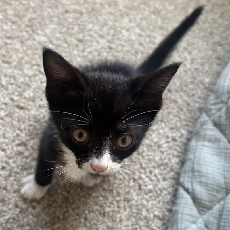 A baby small-sized male Black & White / Tuxedo Domestic Short Hair cat named Alex for adoption in Asheville, NC