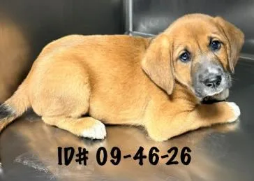 A baby medium-sized male Hound dog named Oogie Boogie for adoption in Largo, FL