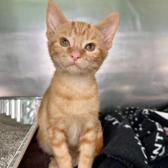 A baby small-sized male Orange / Red Domestic Short Hair cat named Tommy for adoption in Matteson, IL