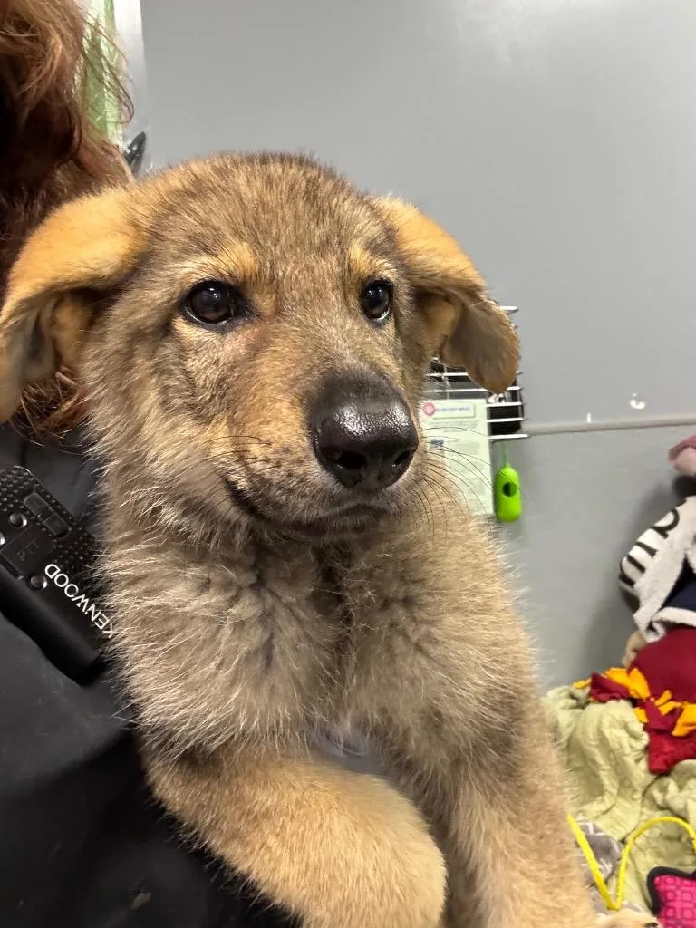 A baby medium-sized male Shepherd dog named Diddly Squat for adoption in Bloomington, IN
