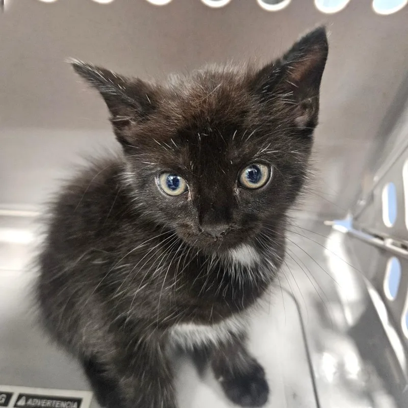 A baby small-sized male Domestic Short Hair cat named Nature for adoption in Greensboro, NC