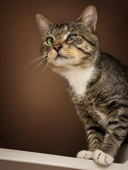 An adult large-sized male Domestic Short Hair cat named Downy for adoption in Bowling Green, KY