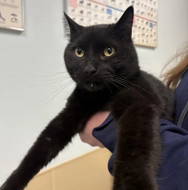 An adult medium-sized male Domestic Short Hair cat named Max for adoption in Sioux City, IA