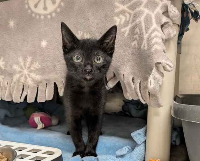 A baby medium-sized male Domestic Short Hair cat named Jerry for adoption in Frisco, CO