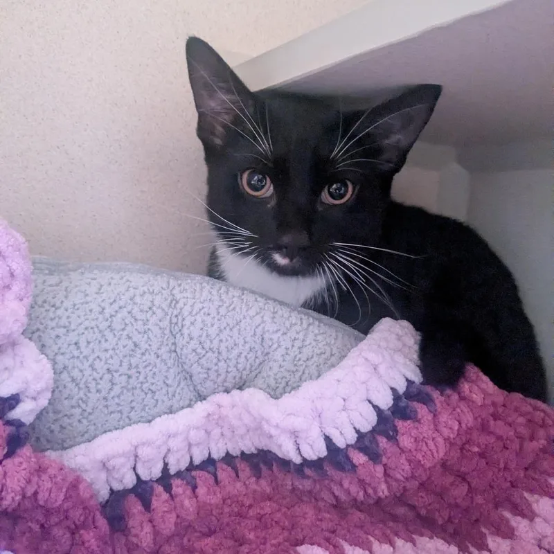 A baby medium-sized male Black Domestic Short Hair cat named Chichi for adoption in Providence, RI