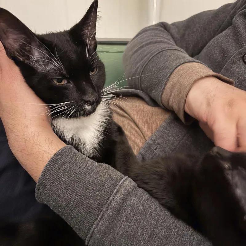 Chichi thumbnail 3