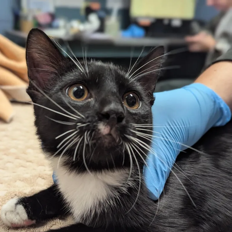 Chichi thumbnail 4
