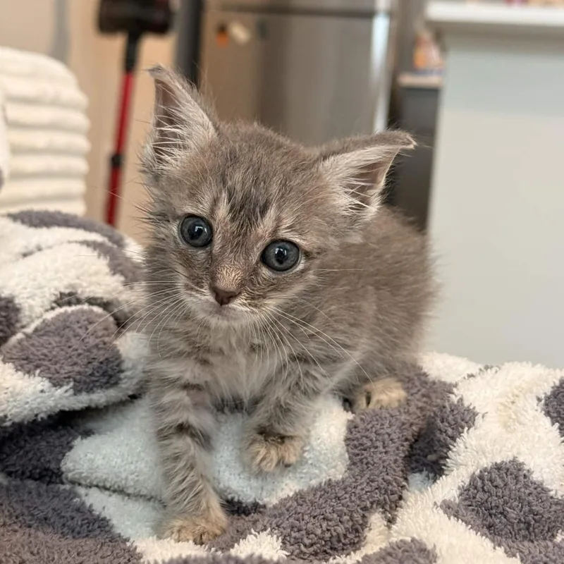 A baby small-sized male Gray / Blue / Silver Domestic Short Hair cat named Moo Moo Meadows for adoption in Delaware, OH