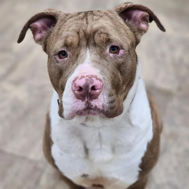 An adult large-sized male Brown / Chocolate Pit Bull Terrier dog named Bam Bam for adoption in Montgomery, AL