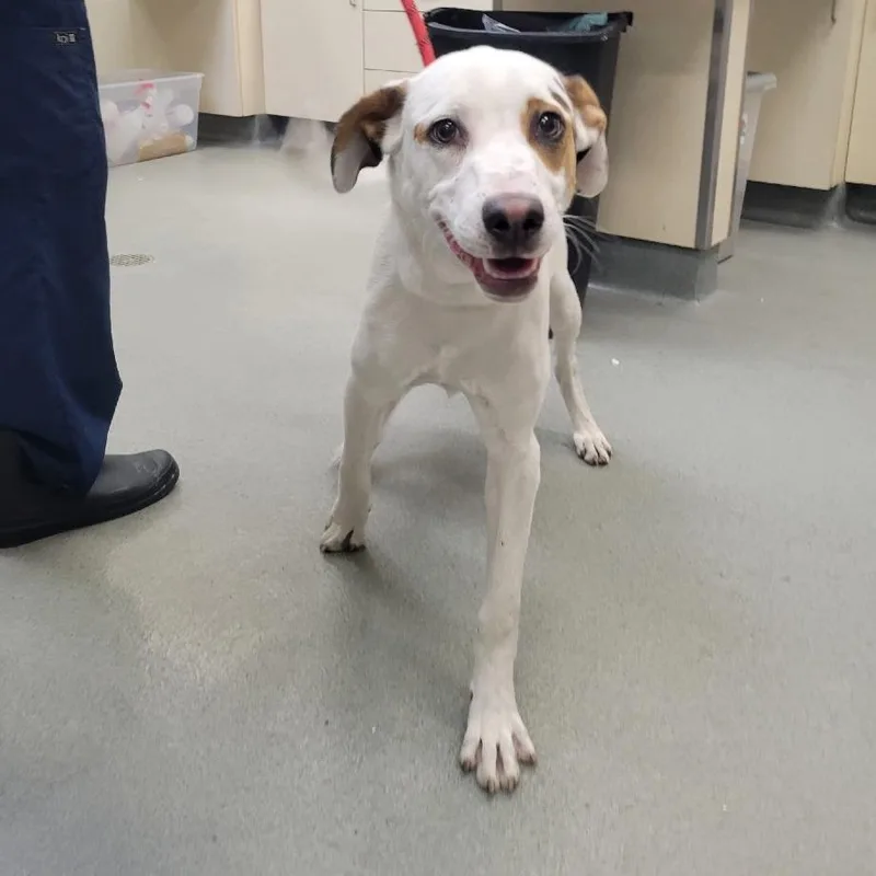 A young medium-sized male White / Cream Mixed Breed dog named Kiki for adoption in Westminster, CA