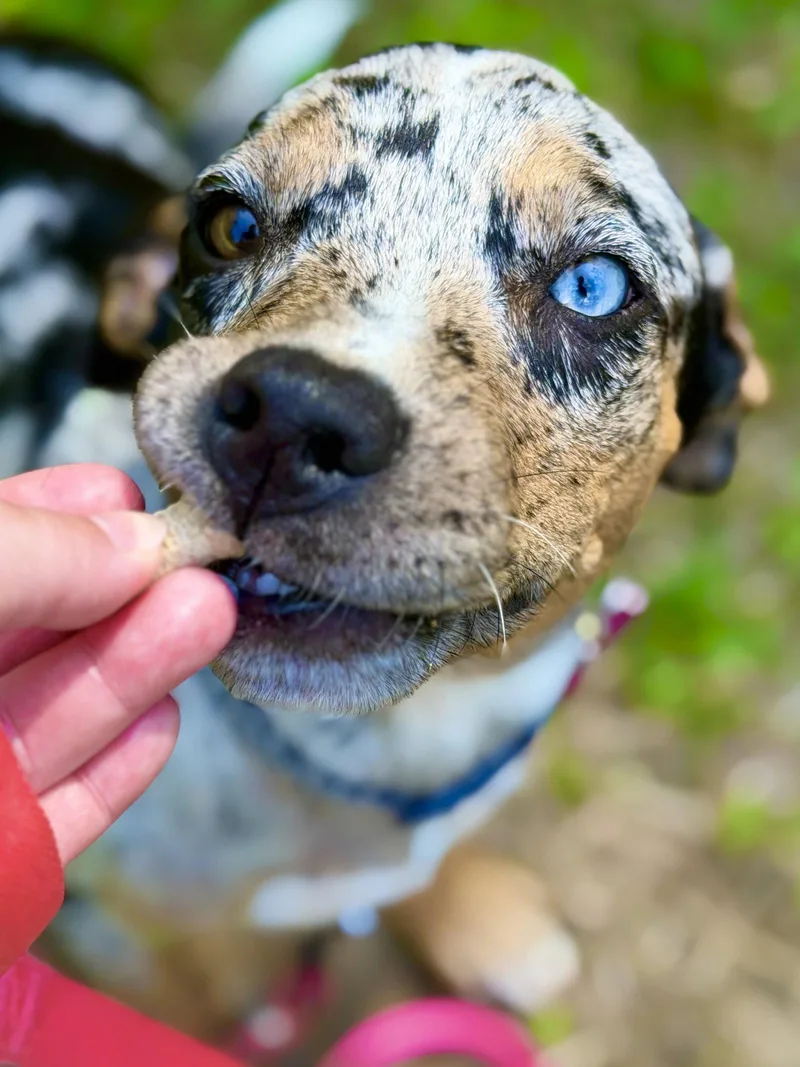A young medium-sized female Catahoula Leopard Dog dog named Tess for adoption in West Cornwall, CT