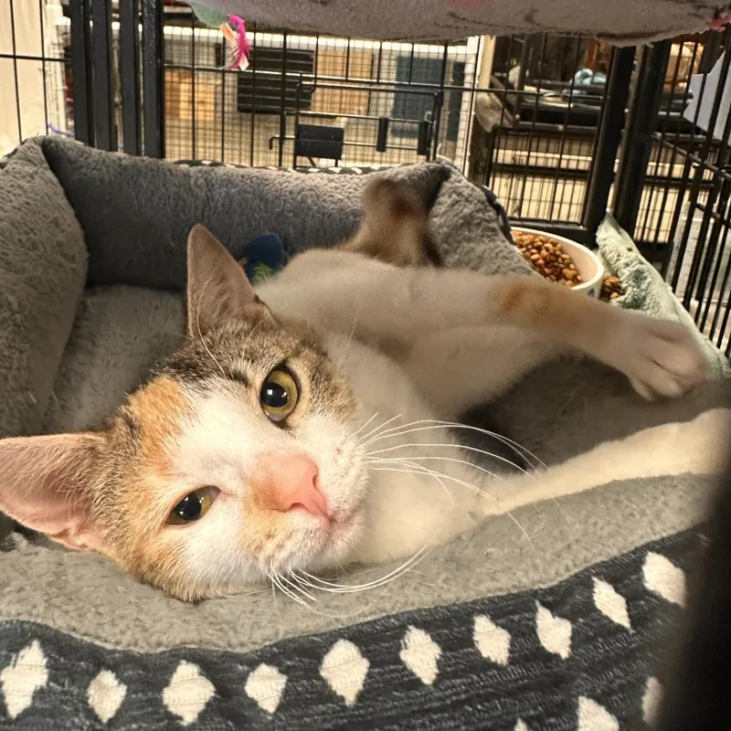 An adult small-sized female Calico Domestic Short Hair cat named Poppy for adoption in Richmond, IN