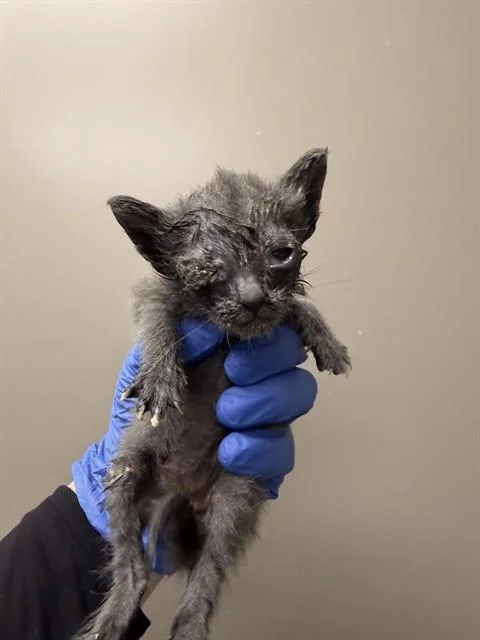 A baby small-sized female Domestic Short Hair cat named Stella for adoption in Ontario, CA