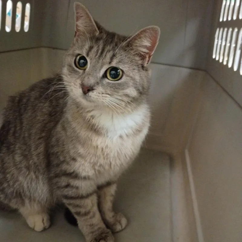 An adult medium-sized female Gray / Blue / Silver Domestic Short Hair cat named Honey for adoption in Lynchburg, VA