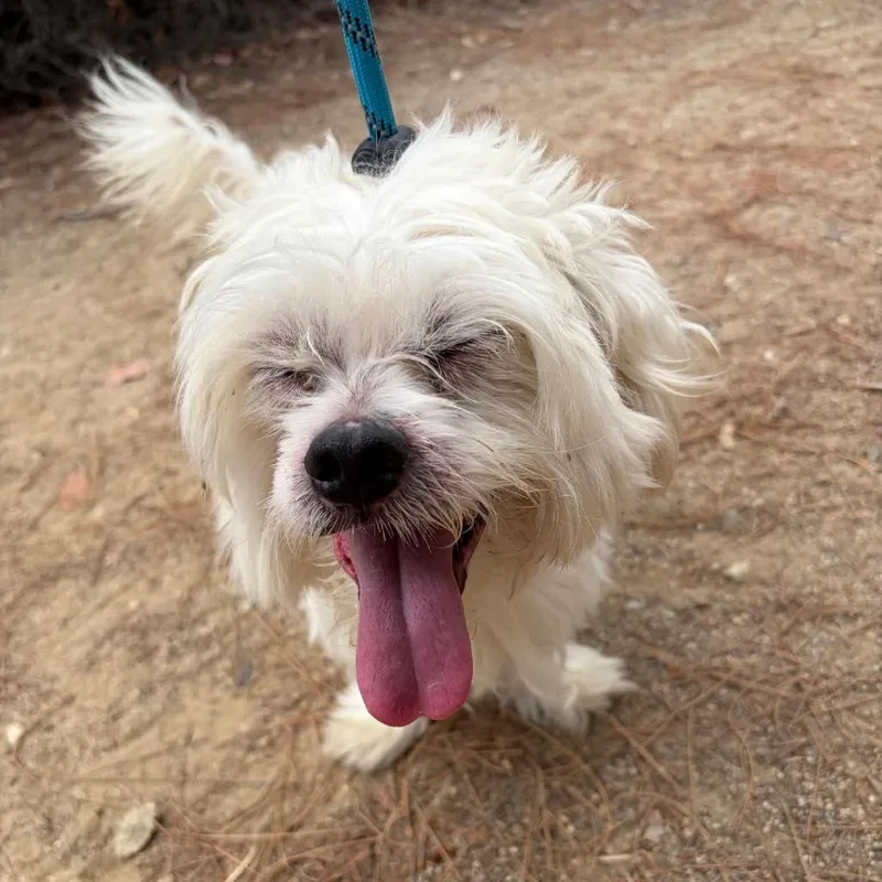 An adult small-sized male Maltese dog named Milan Chino Hills for adoption in Chino Hills, CA
