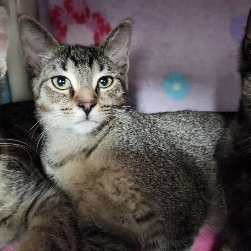 A baby small-sized male Brown / Chocolate Domestic Short Hair cat named Hedgehog for adoption in Grand Rapids, MI
