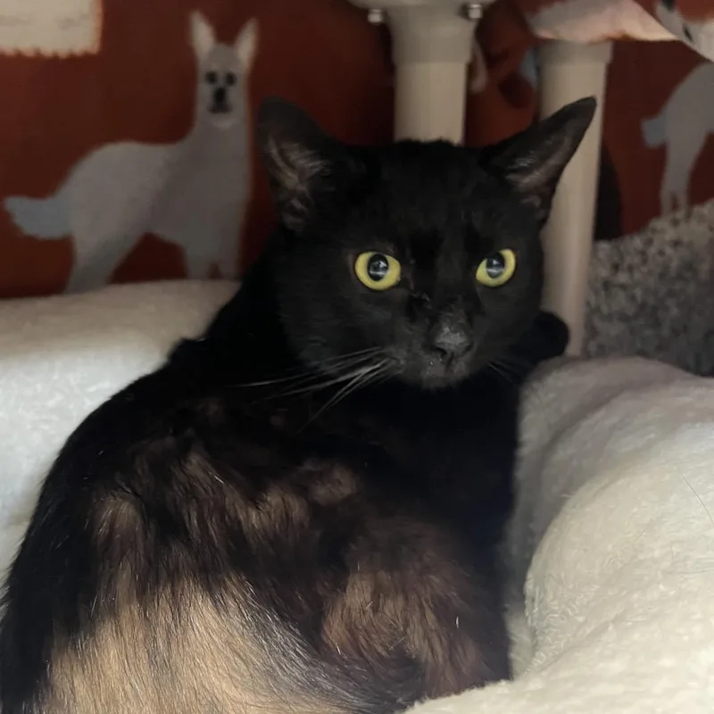 A baby medium-sized male Black Domestic Short Hair cat named Astronomy for adoption in Mentor, OH