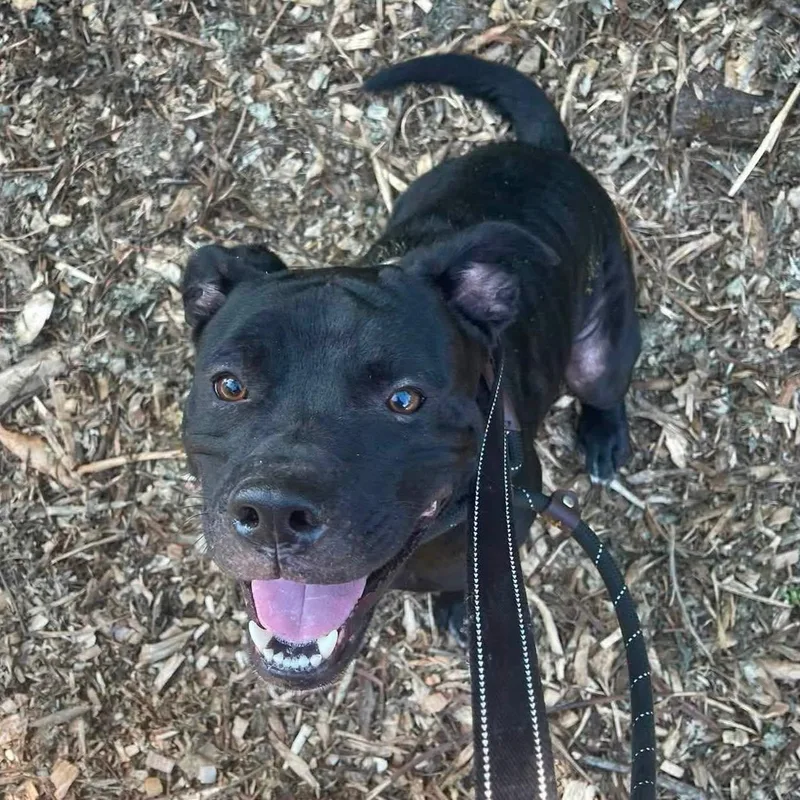 An adult medium-sized male Black Mixed Breed dog named Shadow for adoption in Warren, OH