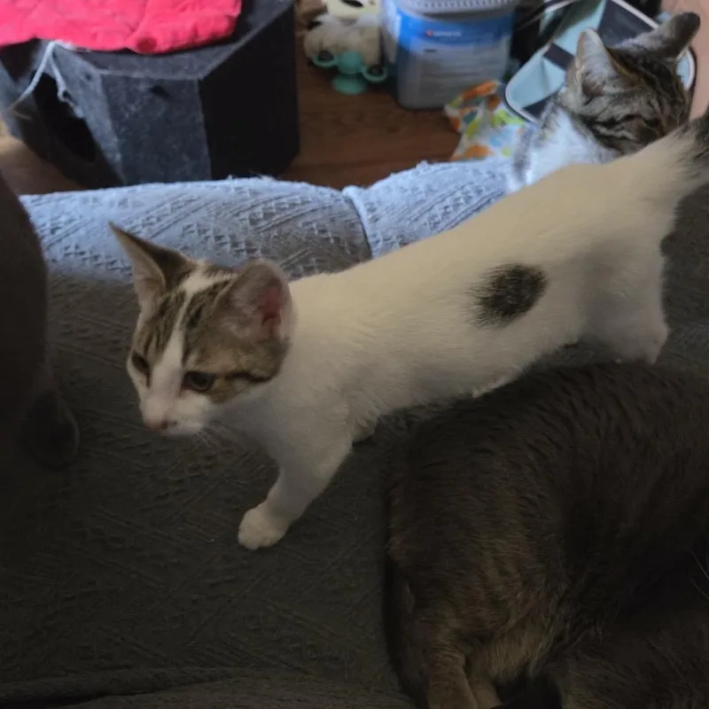 A baby small-sized male American Shorthair cat named Joseph for adoption in mount vernon, AR