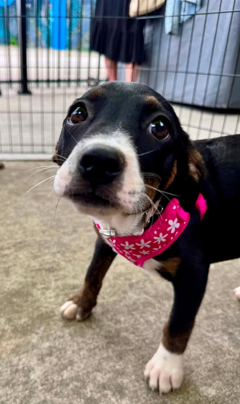 A baby medium-sized female Mountain Cur dog named Janet Jackson for adoption in Germantown, OH