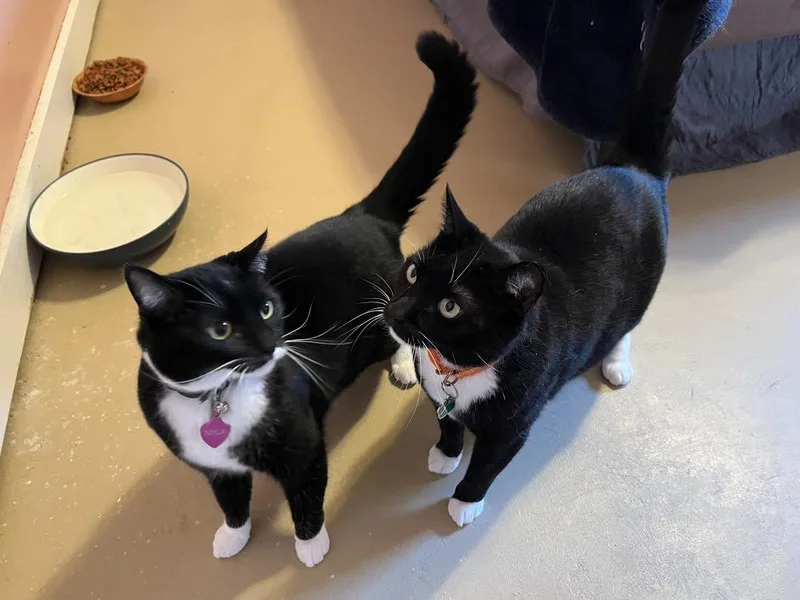 An adult medium-sized female Black & White / Tuxedo Domestic Short Hair cat named Charlie for adoption in Salisbury, NC