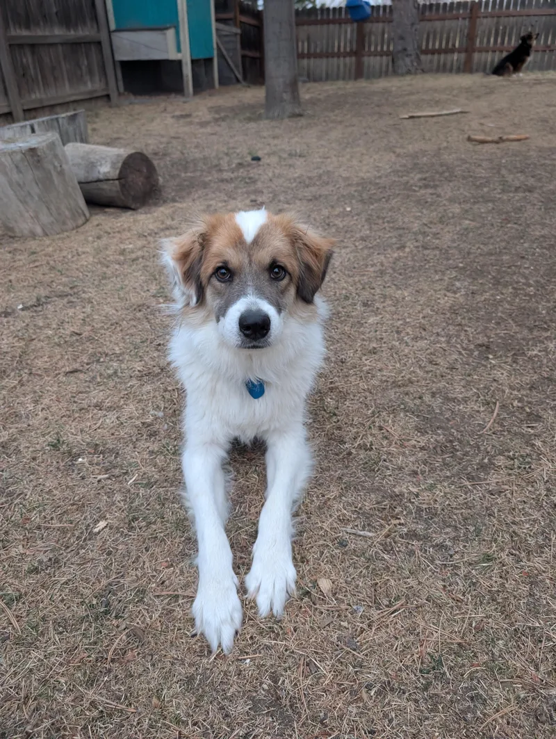 Cody Crockett thumbnail 2