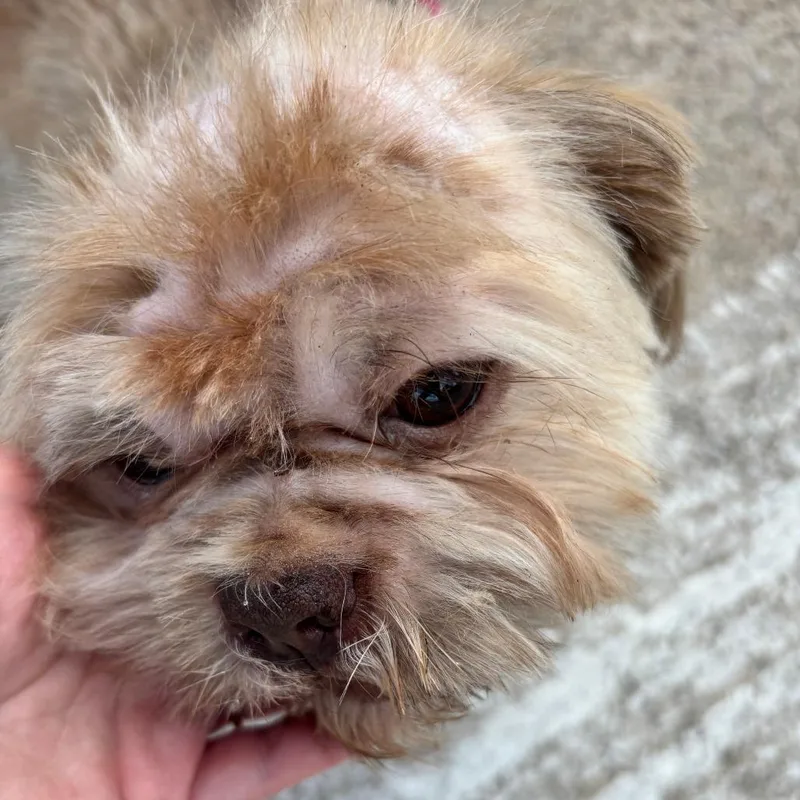 An adult small-sized male Brown / Chocolate Shih Tzu dog named Teddy for adoption in Houston, TX