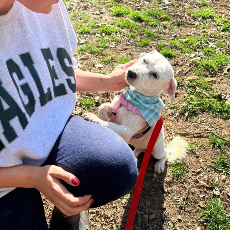A baby small-sized male White / Cream Poodle dog named Puff for adoption in West Chester, PA