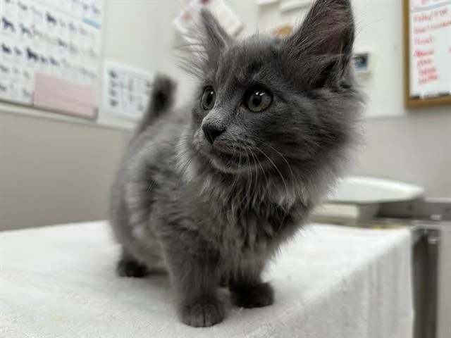 A baby small-sized female Domestic Medium Hair cat named Satin for adoption in McKinleyville, CA