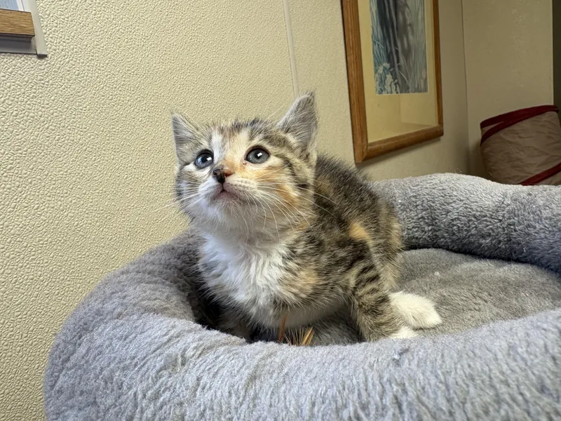 Oliver  Located at thumbnail 2