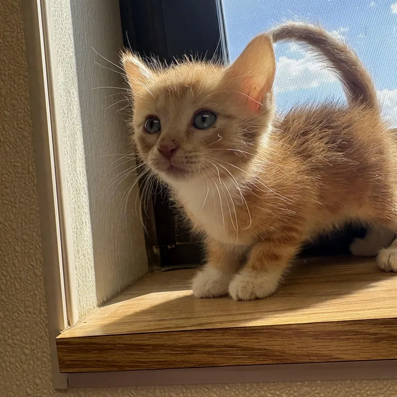 Oliver  Located at thumbnail 5