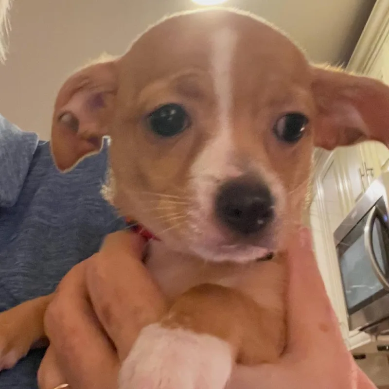 A baby small-sized female Yellow / Tan / Blond / Fawn Chihuahua dog named Betty for adoption in Austell, GA
