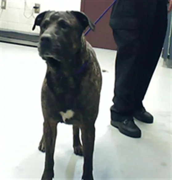 A young large-sized male Pit Bull Terrier dog named A for adoption in Fayetteville, NC