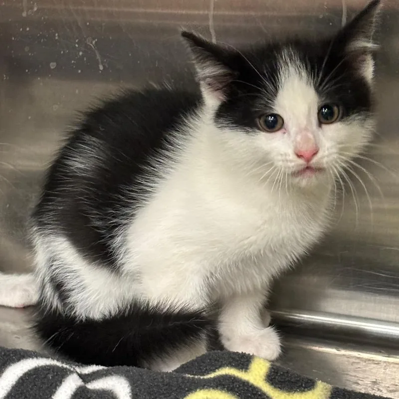 A baby small-sized male White Domestic Short Hair cat named Leroy for adoption in Brookfield, MO