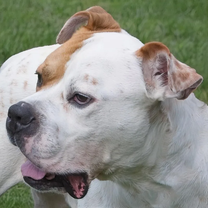 An adult large-sized male White / Cream Boxer dog named Mango for adoption in South Elgin, IL