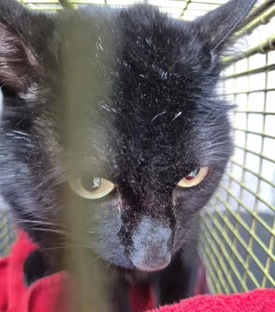 A young small-sized male Domestic Short Hair cat named Rue for adoption in San Antonio, TX