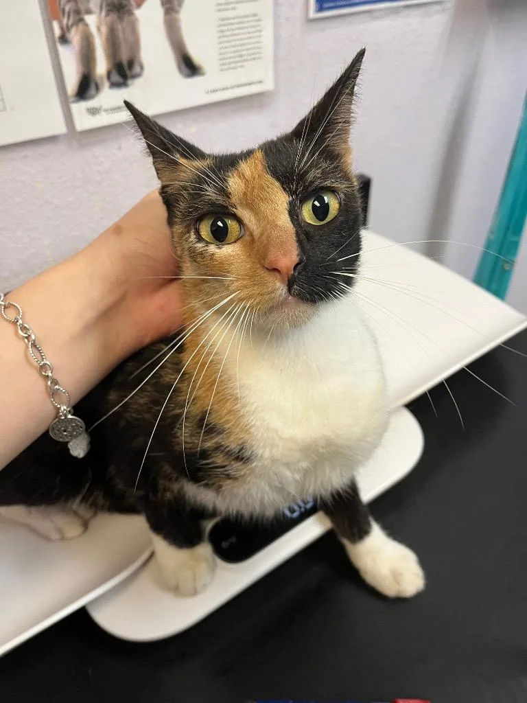 A young medium-sized female Calico cat named Ashley for adoption in New Braunfels, TX