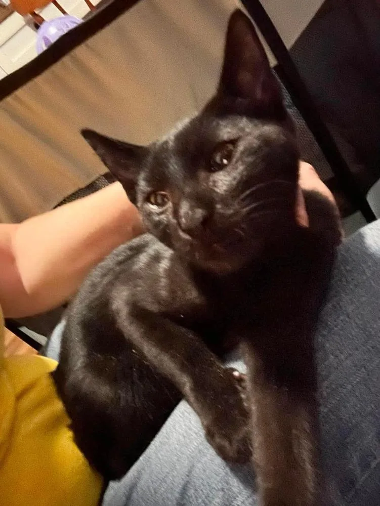 A baby small-sized male Black Domestic Short Hair cat named Fig for adoption in Virginia Beach, VA