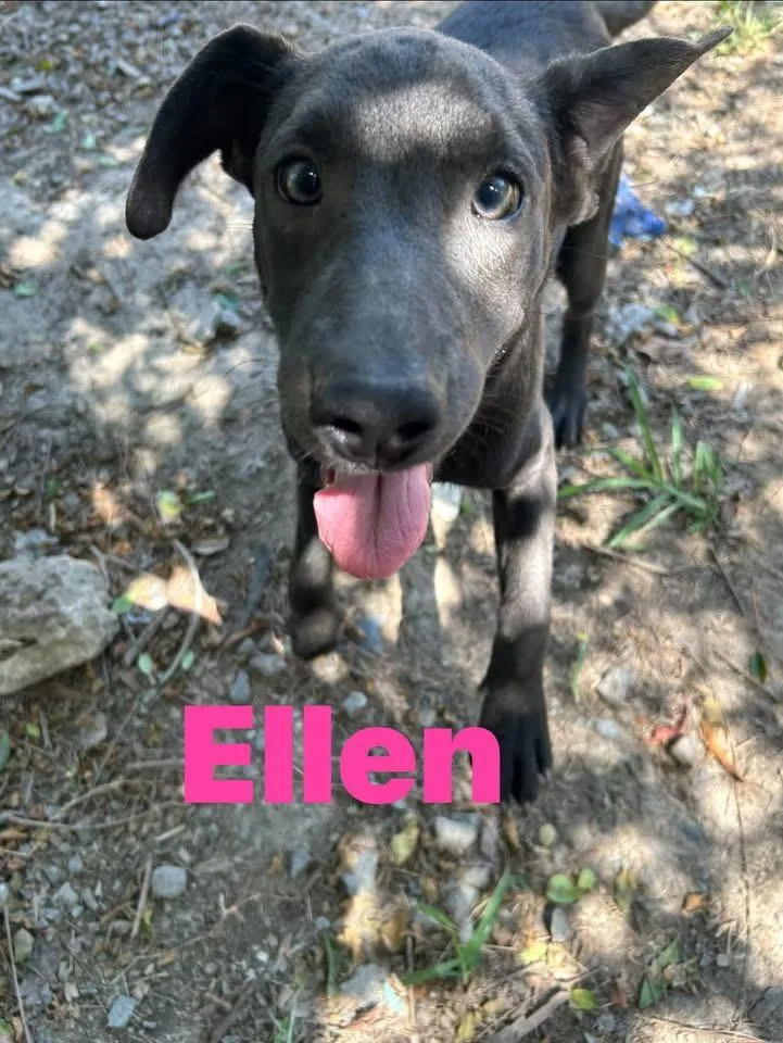 A young medium-sized female Gray / Blue / Silver Weimaraner dog named Ellen for adoption in Pine Bluff, AR