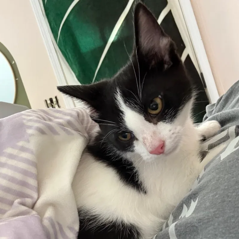 A baby small-sized male Black Domestic Short Hair cat named Sway  Z for adoption in Kansas City, MO
