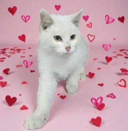 A young medium-sized male White Domestic Short Hair cat named Aspen for adoption in Sullivan, IN