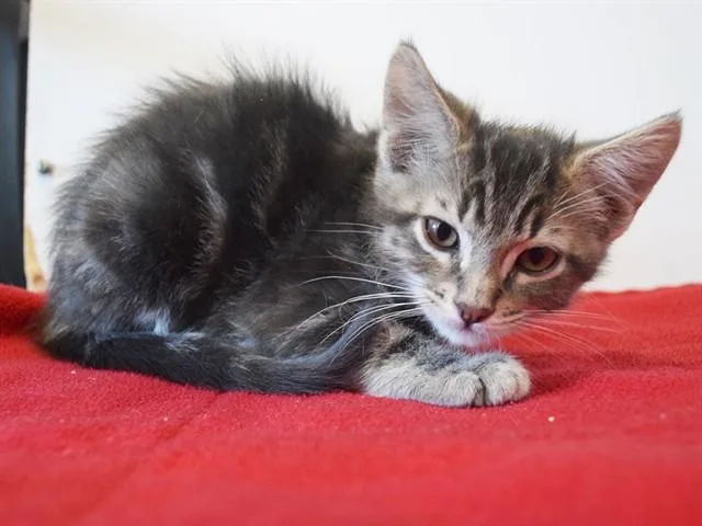 A baby small-sized male Domestic Short Hair cat named Norton for adoption in Sacramento, CA