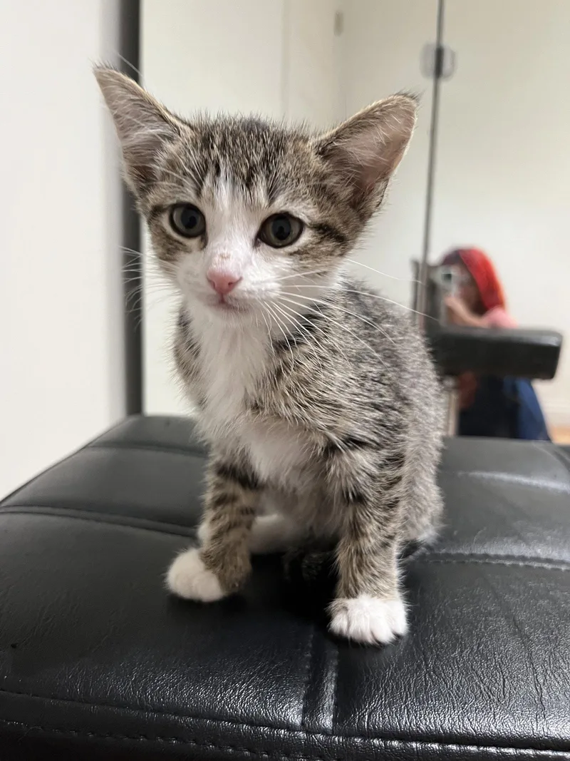 A baby small-sized female Gray / Blue / Silver Domestic Short Hair cat named Elsa for adoption in Columbus, IN