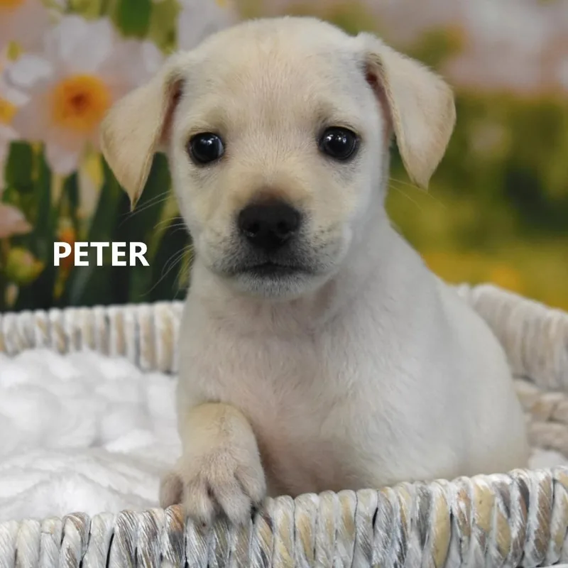 A baby medium-sized male White / Cream Mixed Breed dog named Peter for adoption in Tempe, AZ